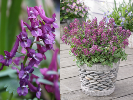 Хохлатка Пурпл Бёрд3