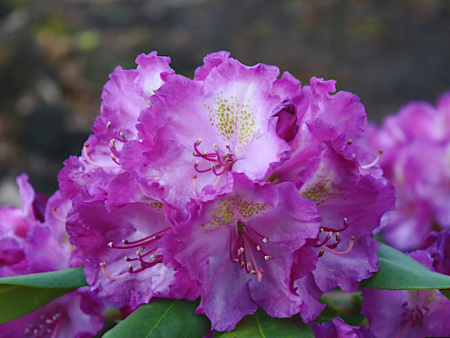 болькен люпиненберг2