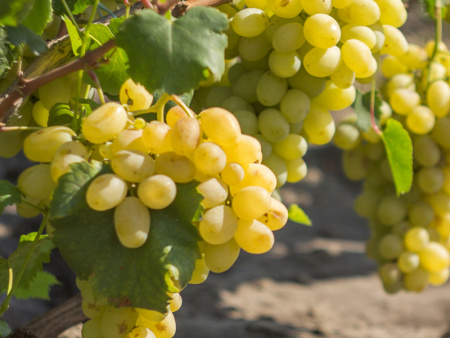 русалка 3 русалка 3