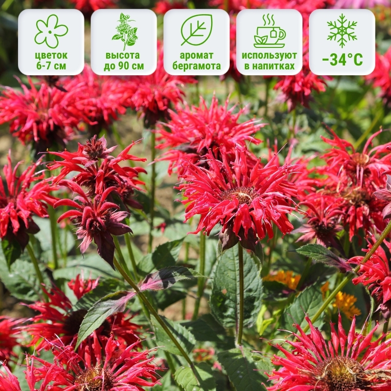 Монарда (бергамот) красная фото и описание. Саженцы в каталоге интернет магазина Долина роз. Монарда (бергамот) красная фото