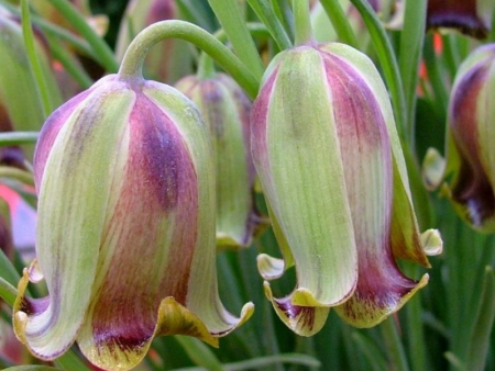 Рябчик иглолепестный