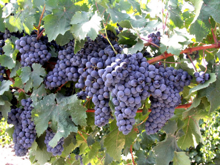 НоменклатураПрисоединенныеФайлы НоменклатураПрисоединенныеФайлы