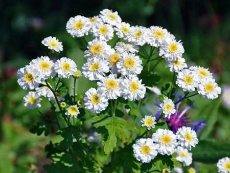 Танацетум ромашка девичья