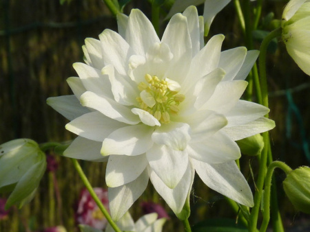 Aquilegia_Clementine_White