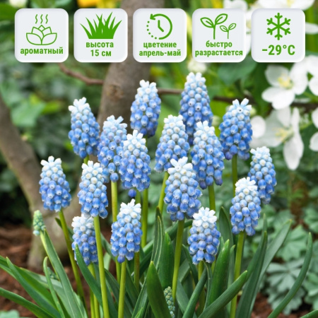 Мускари Пепперминт 