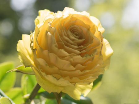 НоменклатураПрисоединенныеФайлы