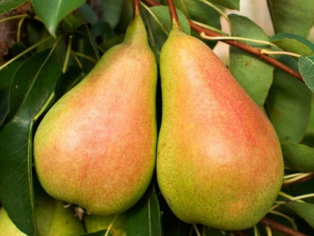 груша Июньская Лепотика