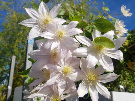 НоменклатураПрисоединенныеФайлы