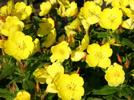 энотера желтая1