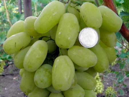 виноград Сицилия