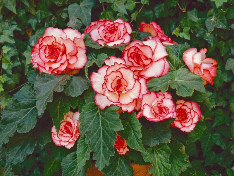 Бегония пикоти бело-красная (Begonia Picotee white-red) фото и описание в интернет магазине Долина роз Бегония пикоти бело-красная (Begonia Picotee white-red) фото и описание