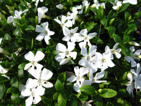 барвинок белыи__