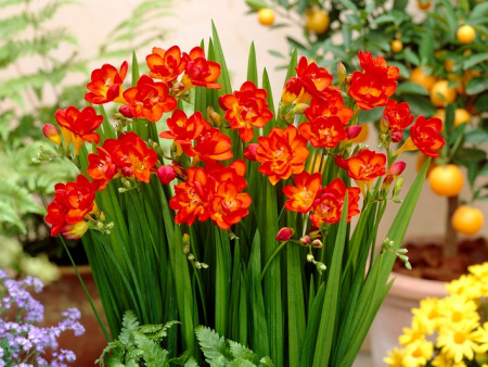 Фрезия красная