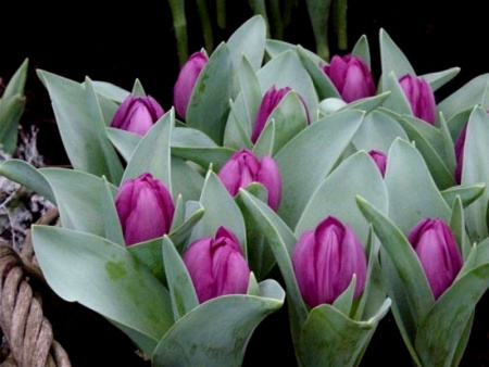 НоменклатураПрисоединенныеФайлы