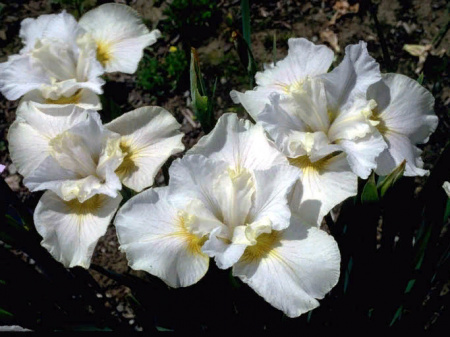 ирис вайт свирл