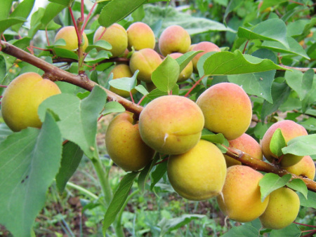 Лучший Мичуринский