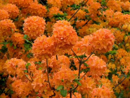 Азалия крупноцветковая Mandarin Lights (Мандарин Лайтс)