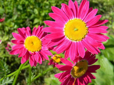 ромашка Робинзон Ред2