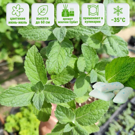 Мята Орбит