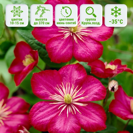 Виль де лион