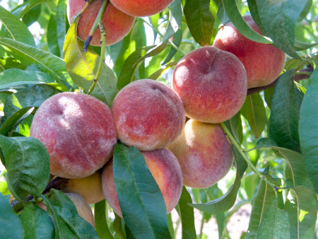 Память Симиренко