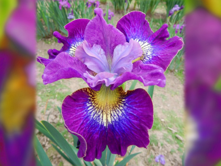 ирис тысяча поцелуев