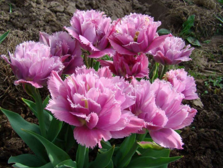 тюльпан мачпоинт