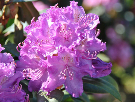 рододендрон альфред