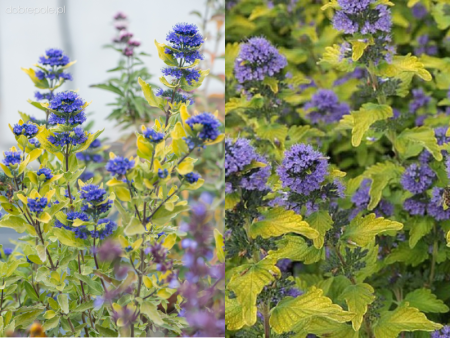 Кариоптерис кладоненский Голд Крест1