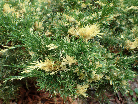 Можжевельник казацкий Вариегата