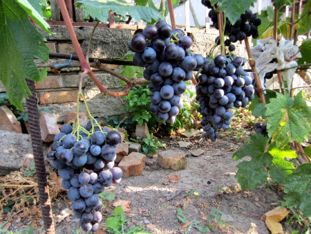 фараон фараон