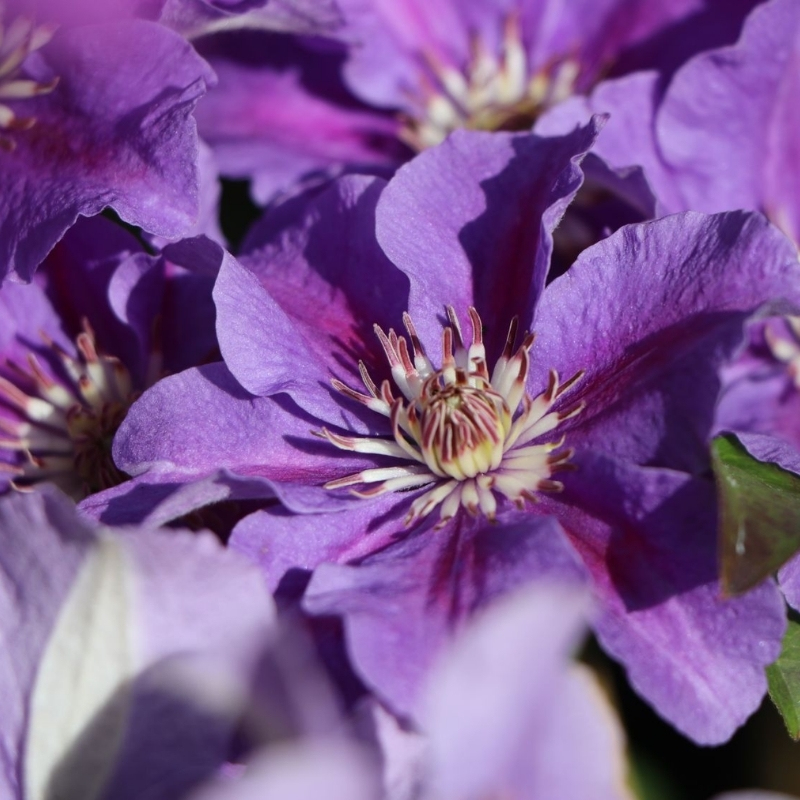 Клематис Ашва фото и описание. Саженцы в каталоге интернет магазина Долина роз. Клематис Ашва фото