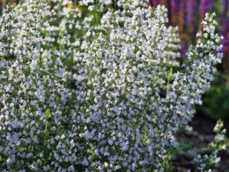 Душевик котовниковый Вайт Клоуд