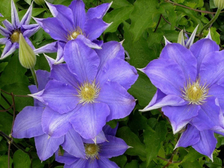 клематис Лавсониана2