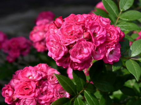 НоменклатураПрисоединенныеФайлы