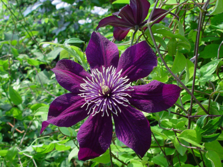 клематис Пантер