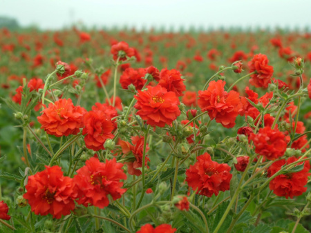 гравилат Дракон