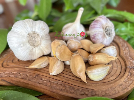 чеснок рокамболь зубки