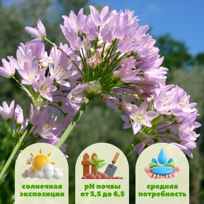 лук декоративный розеум