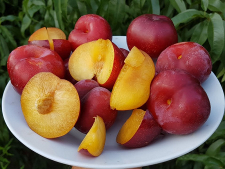 слива уникум