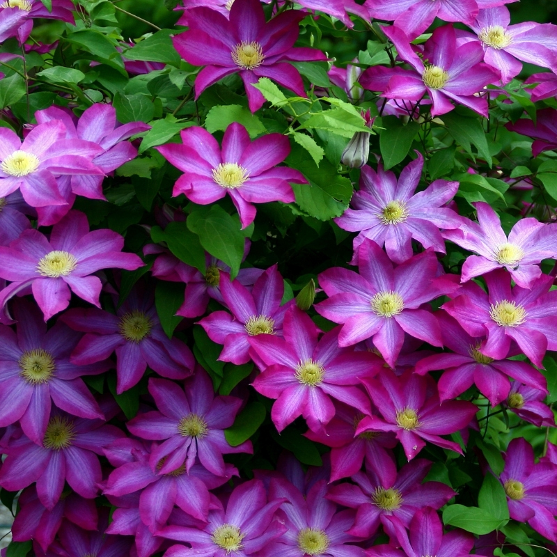 Клематис Какио фото и описание. Саженцы в каталоге интернет магазина Долина роз. Клематис Какио фото