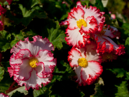 бегония клубневая криспа бело красная