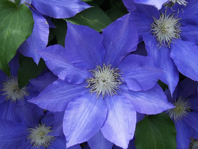 Клематис Blue Diamond (Блю Диамонд) фото и описание. Саженцы в каталоге интернет магазина Долина роз. Клематис Blue Diamond (Блю Диамонд) фото