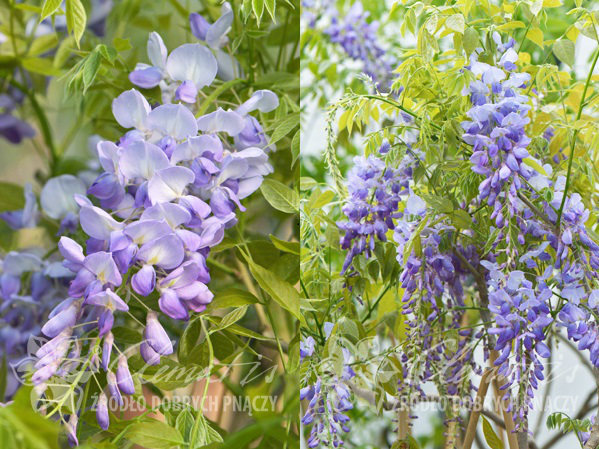 Глициния китайская Blue Saphire (Блю Сапфир) фото и описание. Саженцы в каталоге интернет магазина Долина роз. Глициния китайская Blue Saphire (Блю Сапфир) фото