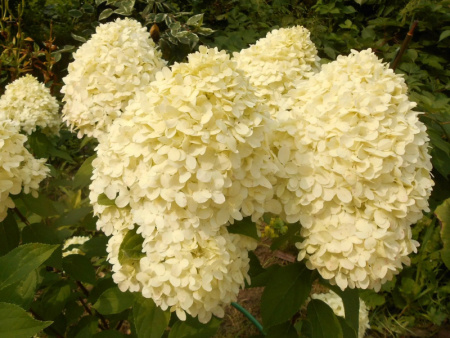 НоменклатураПрисоединенныеФайлы