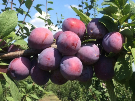 слива Кабардинская ранняя