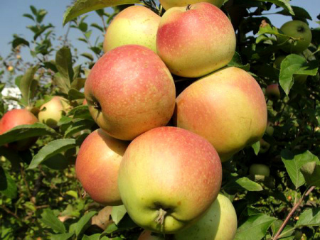 НоменклатураПрисоединенныеФайлы