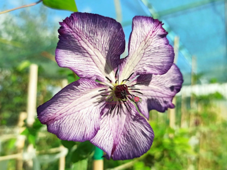 клематис Супер нова1