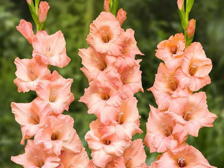 гладиолус Бенвенуто