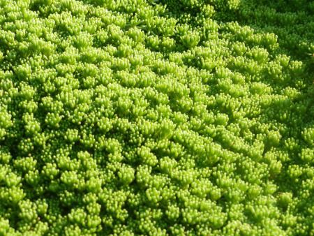 очиток лидийский1